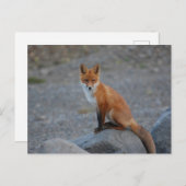 Wilde fox Natuur Dierlijk Briefkaart (Voorkant / Achterkant)