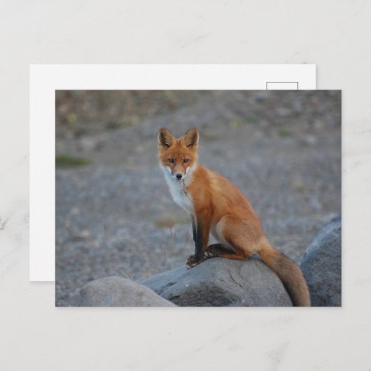 Wilde fox Natuur Dierlijk Briefkaart (Voorkant / Achterkant)