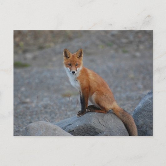 Wilde fox Natuur Dierlijk Briefkaart (Voorkant)