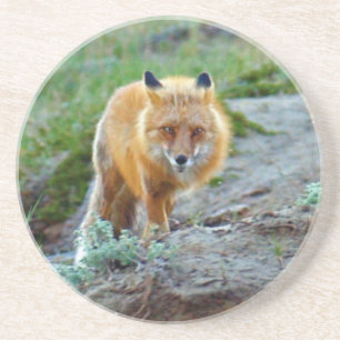 Wilde Fox Vixen Wildlife Foto Art Zandsteen Onderzetter