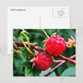 Wilde frambozen briefkaart (Voorkant / Achterkant)