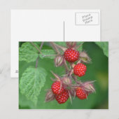 Wilde frambozen briefkaart (Voorkant / Achterkant)