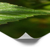 Wilde frambozen in de Alpen - Groen & Rode Foto Poster (Hoek)