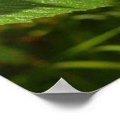 Wilde frambozen in de Alpen - Groene & Rode Foto Poster (Hoek)