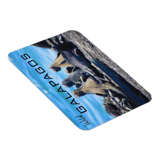 wilde galapagos iguanas magneet (Rechterzijde)