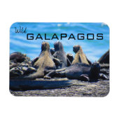 wilde galapagos iguanas magneet (Horizontaal)