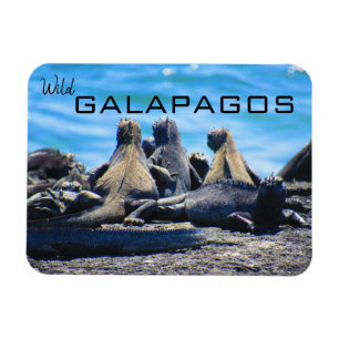 wilde galapagos iguanas magneet