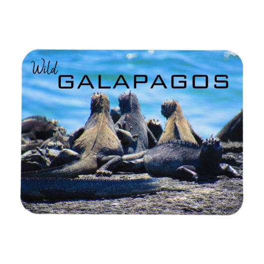 wilde galapagos iguanas magneet (Horizontaal)