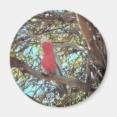 wilde gallah magneet (Voorkant)