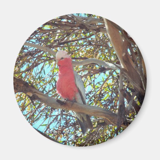 wilde gallah magneet (Voorkant)