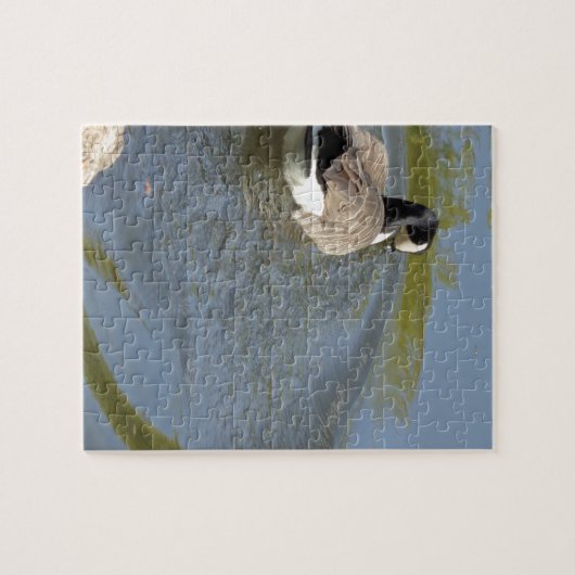 Wilde ganzen zwemmen in het meer, watercirkel legpuzzel (Horizontaal)