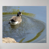 Wilde ganzen zwemmen in het meer, watercirkel poster (Voorkant)