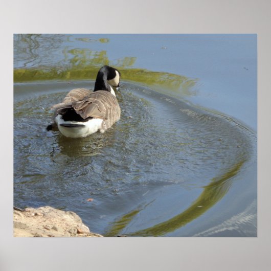 Wilde ganzen zwemmen in het meer, watercirkel poster (Voorkant)
