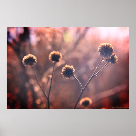Wilde Gedroogde Winter Moeras Bloemen Poster (Voorkant)