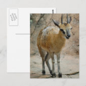 Wilde geiten briefkaart (Voorkant / Achterkant)