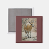 Wilde geiten magneet (Voorkant / Achterkant)