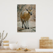 Wilde geiten poster (Keuken)