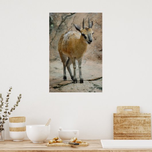 Wilde geiten poster (Keuken)