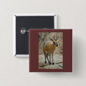 Wilde geiten vierkante button 5,1 cm (Voorkant /achterkant)