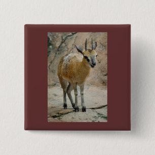 Wilde geiten vierkante button 5,1 cm