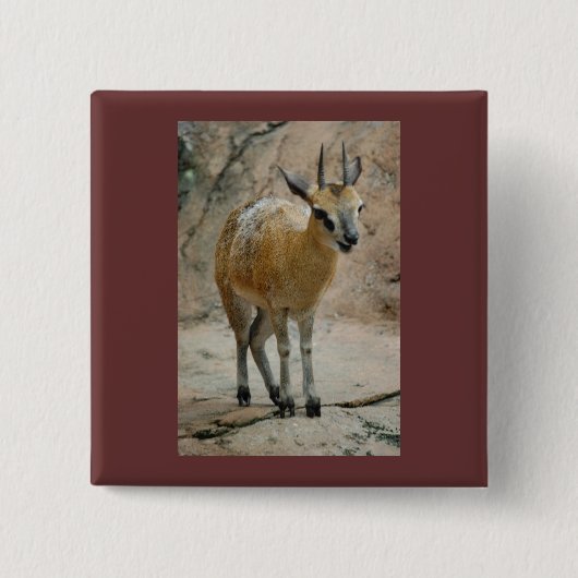 Wilde geiten vierkante button 5,1 cm (Voorkant)