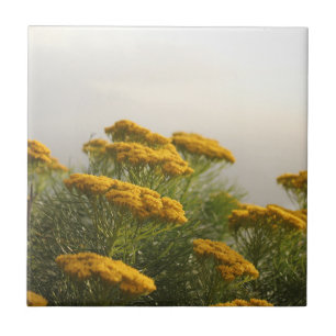 Wilde Gele Bloemen Zuid-Afrika Misty Weather Tegeltje