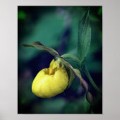 Wilde Gele Dame Slipper Orchid Flower Poster (Voorkant)