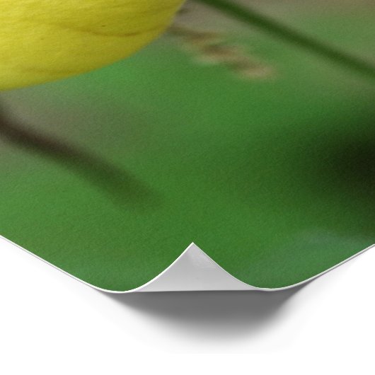 Wilde Gele Dame Slipper Orchid Flower Poster (Hoek)