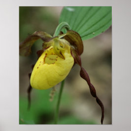 Wilde Gele Dame Slipper Orchid Flower Poster