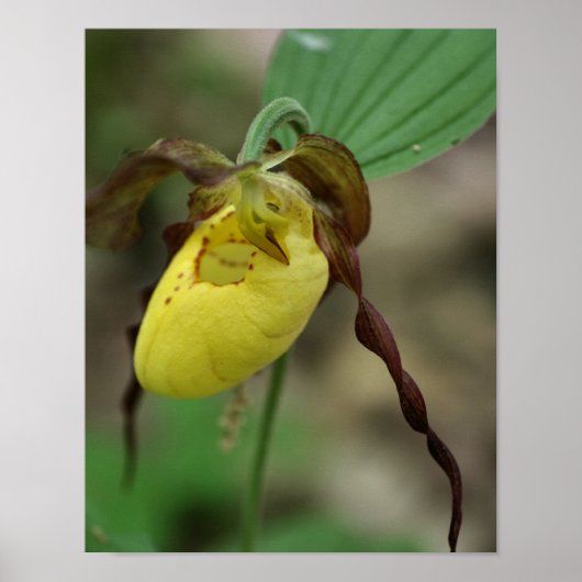 Wilde Gele Dame Slipper Orchid Flower Poster (Voorkant)