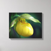 Wilde Gele Dame Slipper Orchid Sluiten Canvas Afdruk (Voorkant)