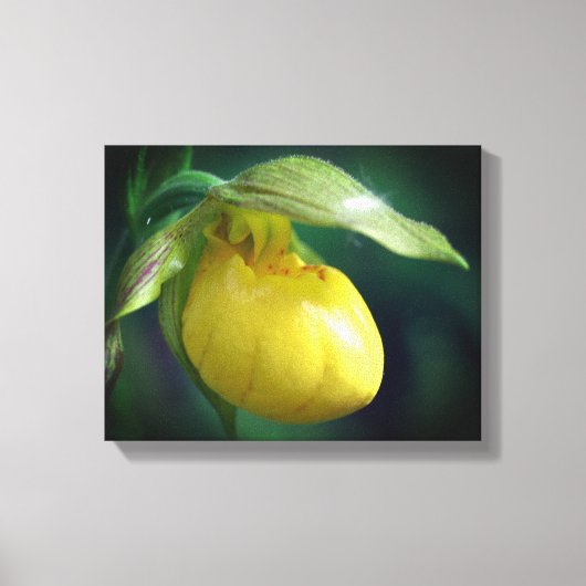 Wilde Gele Dame Slipper Orchid Sluiten Canvas Afdruk (Voorkant)