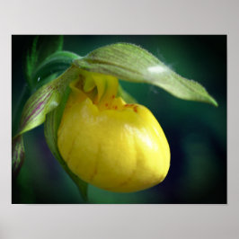 Wilde Gele Dame Slipper Orchid Sluiten Poster