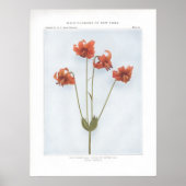 Wilde gele Lily; Canada of Nodding Lily Poster (Voorkant)