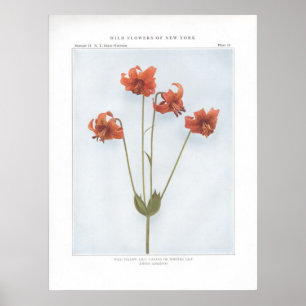 Wilde gele Lily; Canada of Nodding Lily Poster