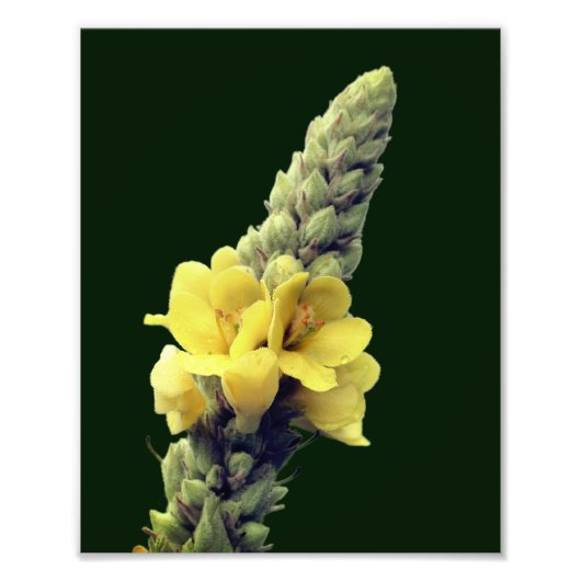 Wilde Gele Mullein Bloem 8x10 Foto Afdruk (Voorkant)