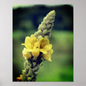 Wilde gele mullein-bloem poster (Voorkant)