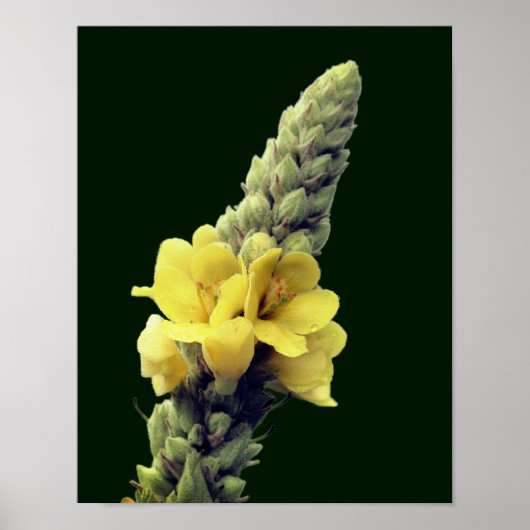 Wilde gele mullein-bloem poster (Voorkant)