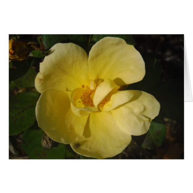 Wilde Gele Rose (Voorkant Horizontaal)