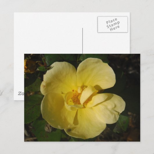 Wilde Gele Rose Briefkaart (Voorkant / Achterkant)