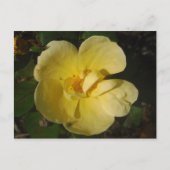 Wilde Gele Rose Briefkaart (Voorkant)