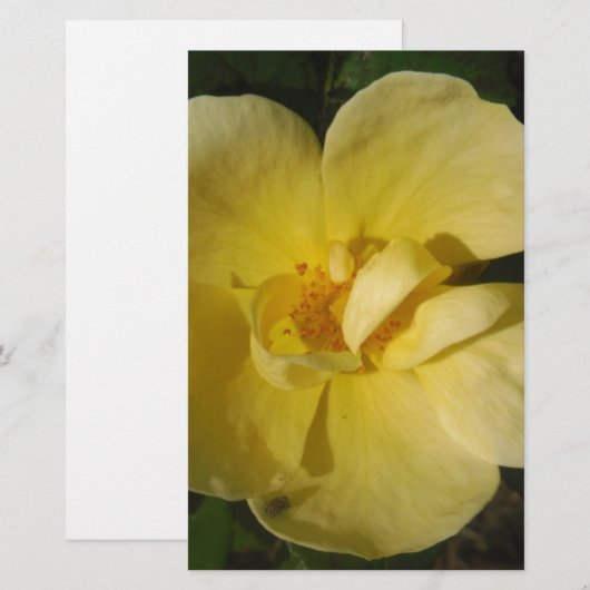 Wilde Gele Rose Briefpapier (Voorkant / Achterkant)