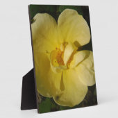 Wilde Gele Rose Fotoplaat (Zijkant)