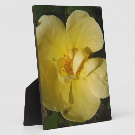 Wilde Gele Rose Fotoplaat (Zijkant)