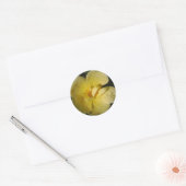 Wilde Gele Rose Ronde Sticker (Envelop)