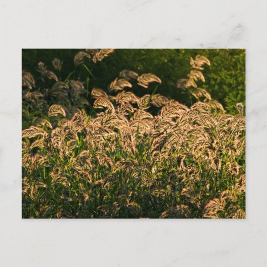 Wilde gier (Panicum Sp.) Teelt in wetland Briefkaart (Voorkant)