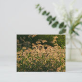 Wilde gier (Panicum Sp.) Teelt in wetland Briefkaart (Staand voorkant)