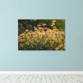 Wilde gier (Panicum Sp.) Teelt in wetland Canvas Afdruk (Insitu (Houten vloer))