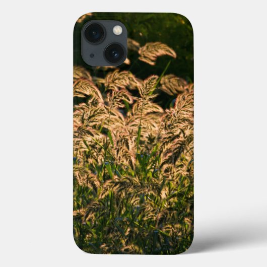 Wilde gier (Panicum Sp.) Teelt in wetland Case-Mate iPhone Case (Achterkant)