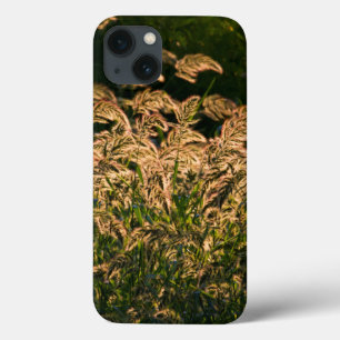 Wilde gier (Panicum Sp.) Teelt in wetland iPhone 13 Hoesje